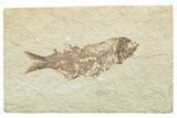 Very Rare Fossil Mooneye Fish (Eohiodon) - Wyoming #244629-1